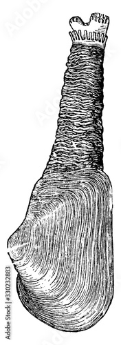 Photography Mya truncata, Blunt Gaper or Truncate Softshell, vintage illustration