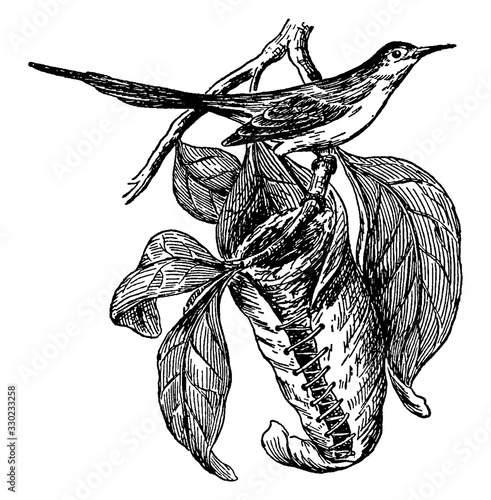 Tailorbird, vintage illustration