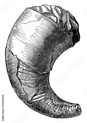 Curved Orthoceras/Cyrtoceras Murchisoni, vintage illustration.