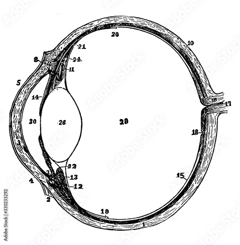 The Eyeball in Horizontal Section, vintage illustration