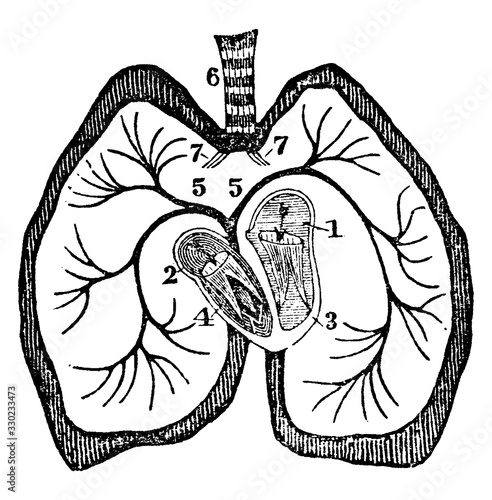 The Heart, vintage illustration.