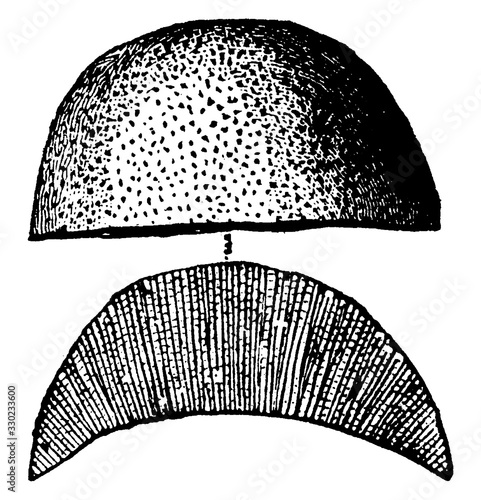 Chaetetes Radiate, vintage illustration