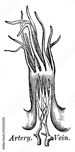 Filiform Papillae, vintage illustration.