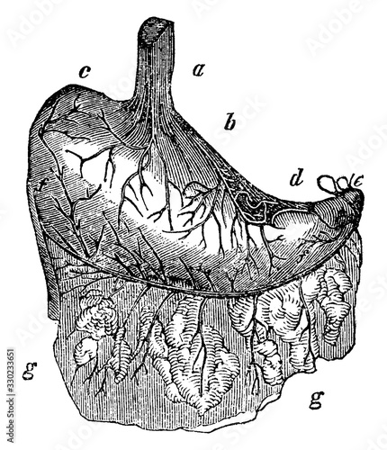 Stomach, vintage illustration.