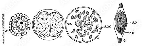 Life history of Monocystis/Monocystis, vintage illustration.