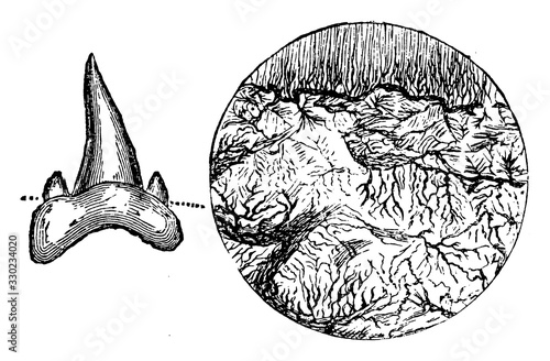 Fish Tooth Fossil, vintage illustration.