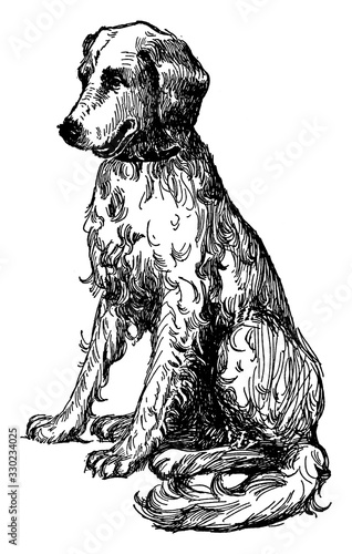 Dog, vintage illustration