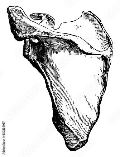 Shoulder Bone/Wing Bone/The Scapula, vintage illustration.