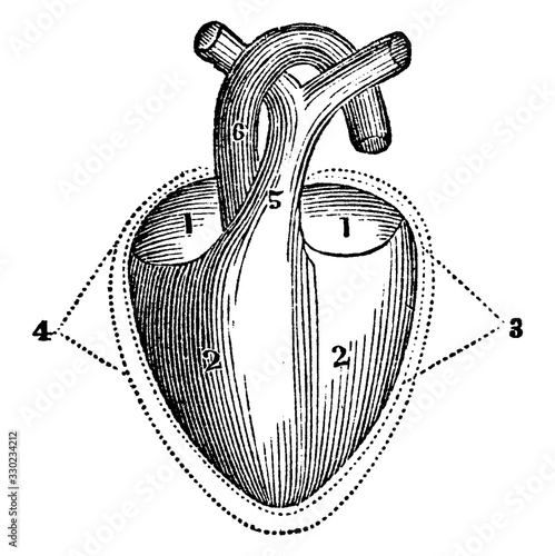 A Diagram of the Heart, vintage illustration.
