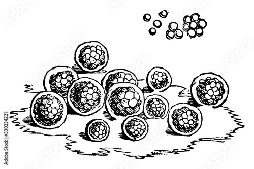 Protococcus Algae/ P.nivalis/Red Snow, vintage illustration. photo