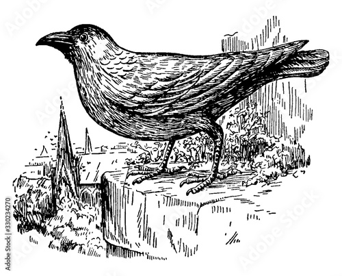 Jackdaw, vintage illustration