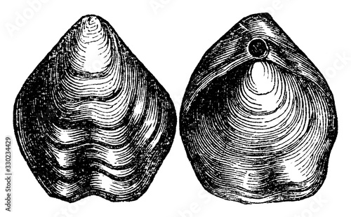 Brachiopod/Terebratula biplicata, vintage illustration. photo