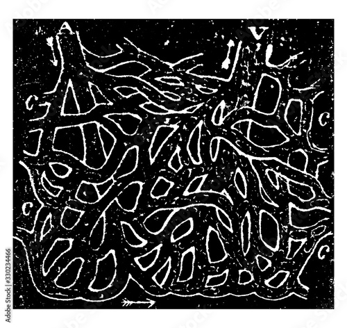 Capillaries in Frog's Foot, vintage illustration.