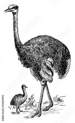 Ostrich, vintage illustration