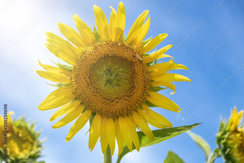 青空を背景に咲くヒマワリの花