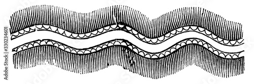 Double Sap, vintage illustration.