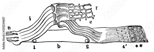 The Rods of Corti, vintage illustration