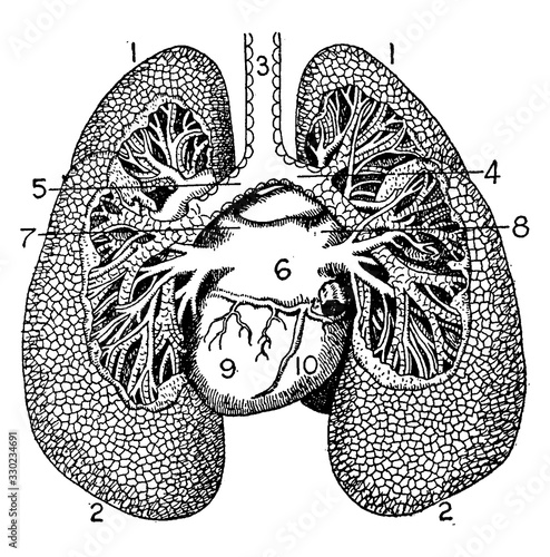Lungs, vintage illustration.