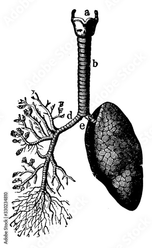 The Lungs and Air Passages, vintage illustration photo