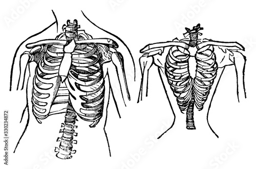 Natural and Contracted Chest, vintage illustration.