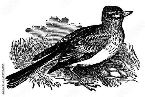 The Skylark/Alauda arvensis, vintage illustration.