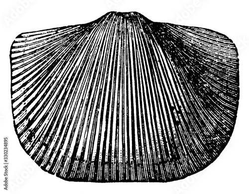 Orthis Mollusk, vintage illustration photo