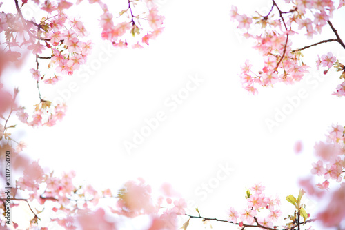 明るい桜の写真 日本の風景 cherry blossom
