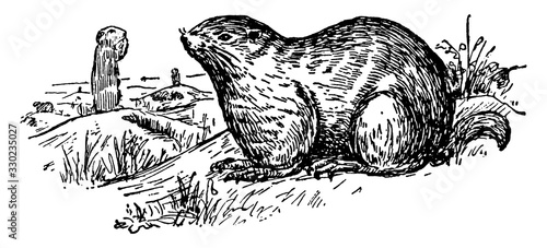 vintage illustration