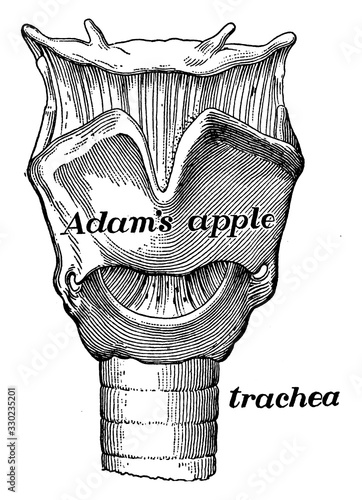Larynx/Voice box, vintage illustration.