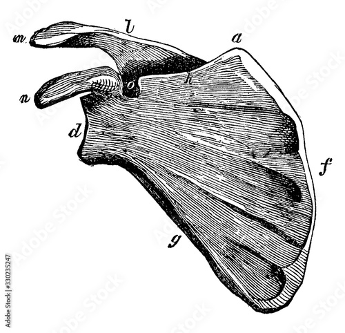 Scapula, vintage illustration