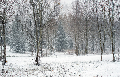 Snowy wintry woods in rural Michigan USA © Susan