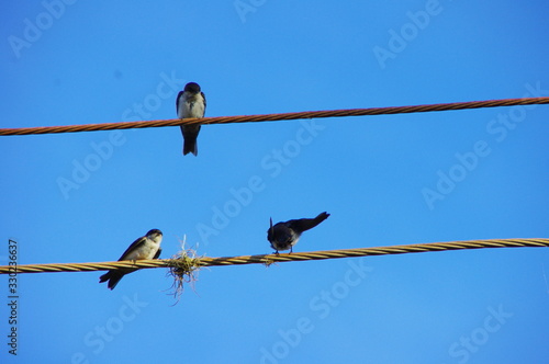 three swallows on wires © Raphaela