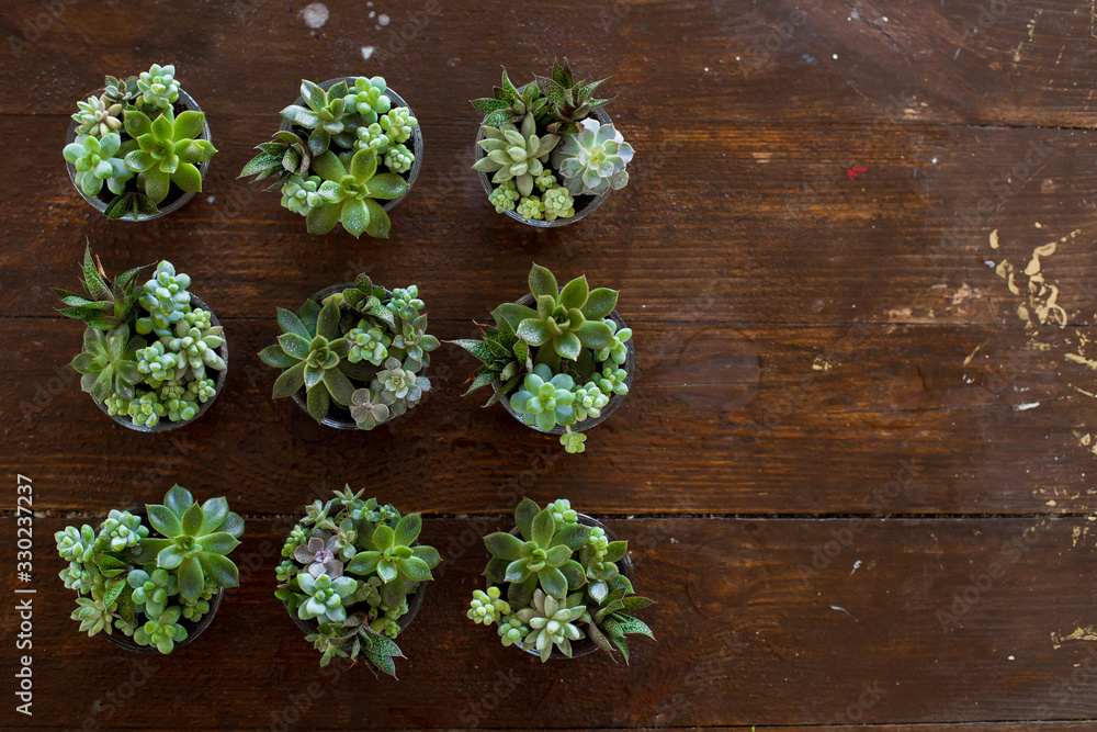 Beautiful succulent compositions in tiny glass pots. Beautiful succulent compositions in tiny glass pots.