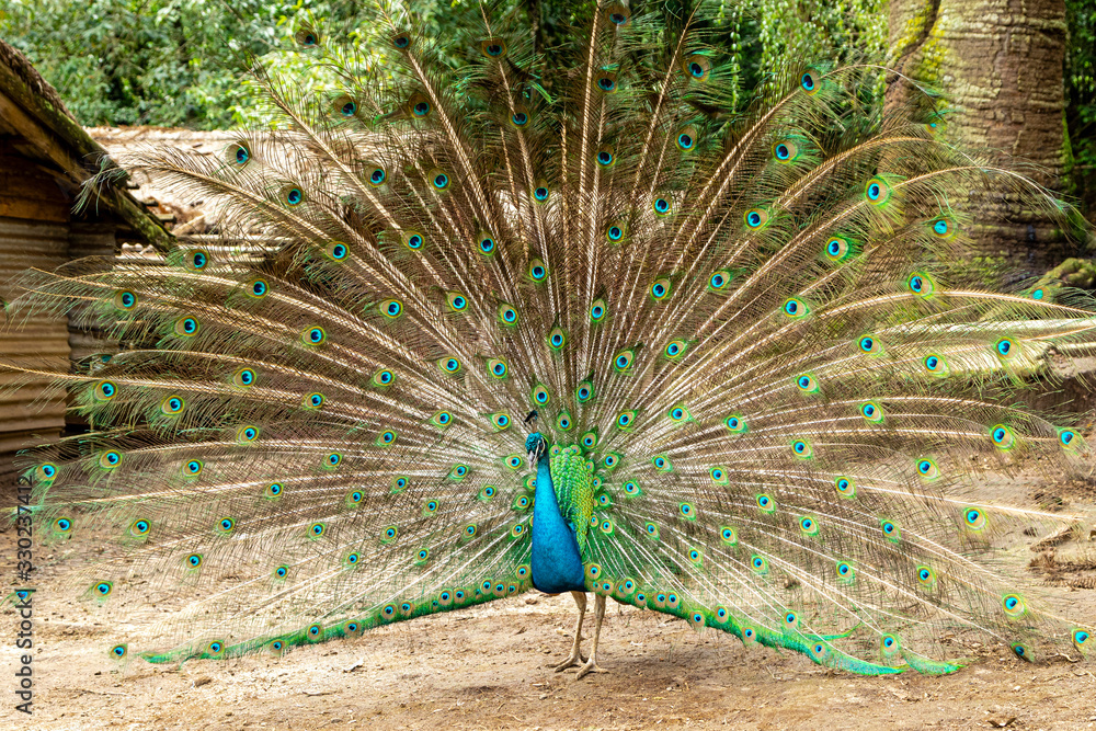 Naklejka premium Amazing Indian Male Peacock (Pavo cristatus)