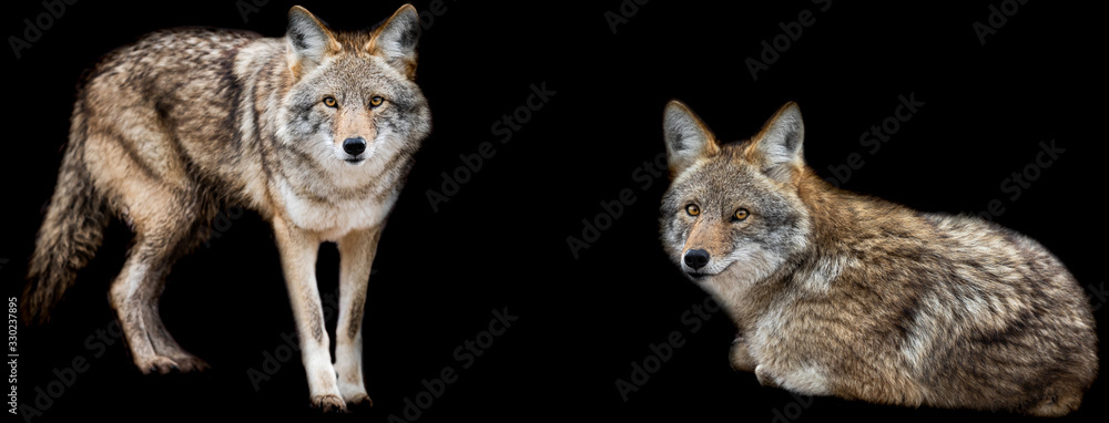 Template of Coyote with a black background