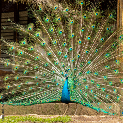 Amazing Indian Male Peacock (Pavo cristatus)