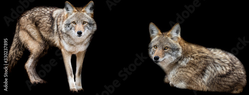 Obraz na płótnie Template of Coyote with a black background w salonie