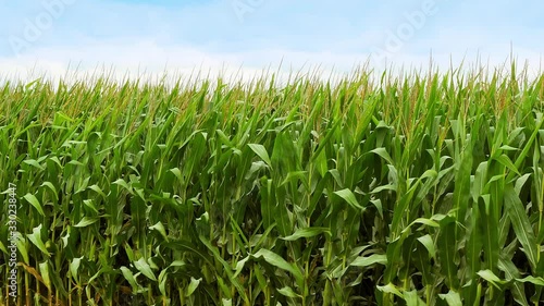 Edge of cornfield with corn stalks, leaves and tassels waving in the breeze. Copy space in farm agriculture concept clip.