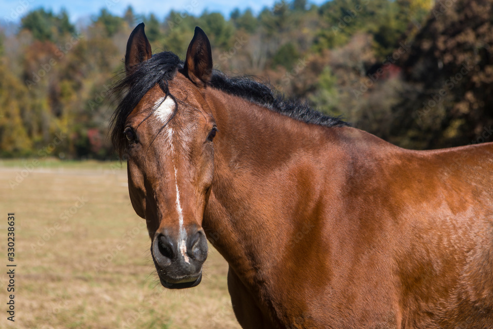 Arabian Gelding with a cute head Arabian Gelding with a cute head