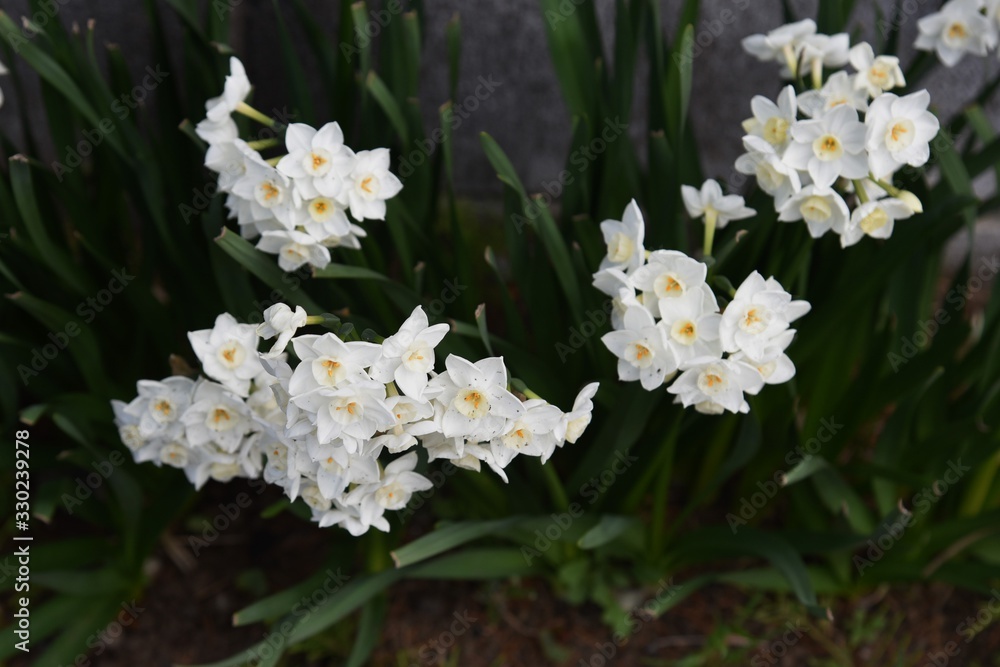 Narcissus is a perennial bulb plant that blooms in elegant white and yellow flowers from winter to spring. Narcissus is a perennial bulb plant that blooms in elegant white and yellow flowers from winter to spring.