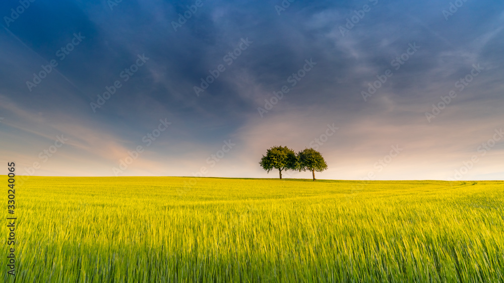 Two trees in yellow field – rural scenery in spring