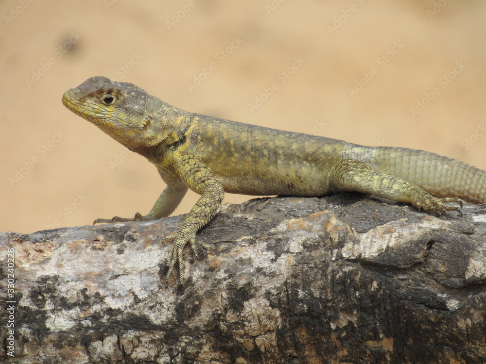 Observational Lizard in the Desert Observational Lizard in the Desert
