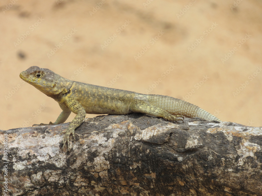 Observational Lizard in the Desert Observational Lizard in the Desert