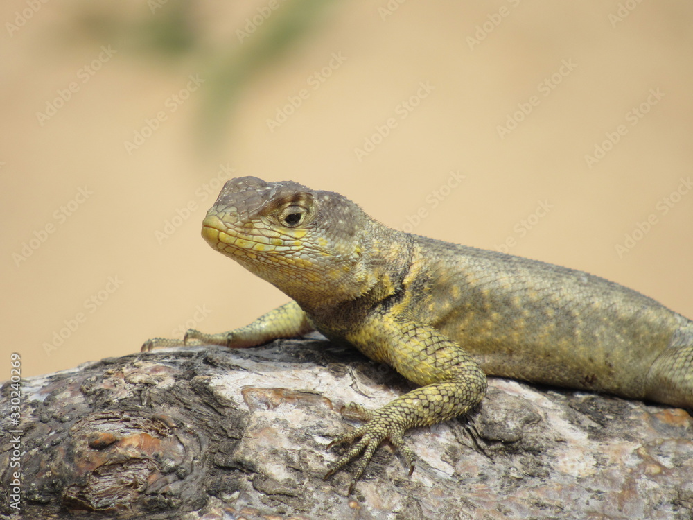 Observational Lizard in the Desert Observational Lizard in the Desert