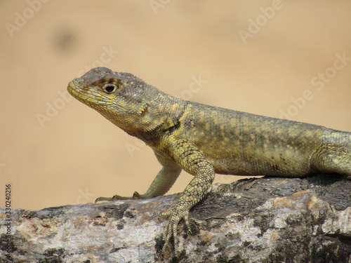 Observational Lizard in the Desert