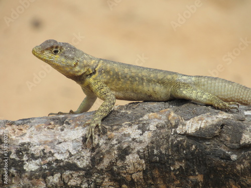 Observational Lizard in the Desert