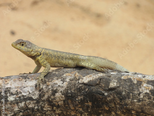 Observational Lizard in the Desert
