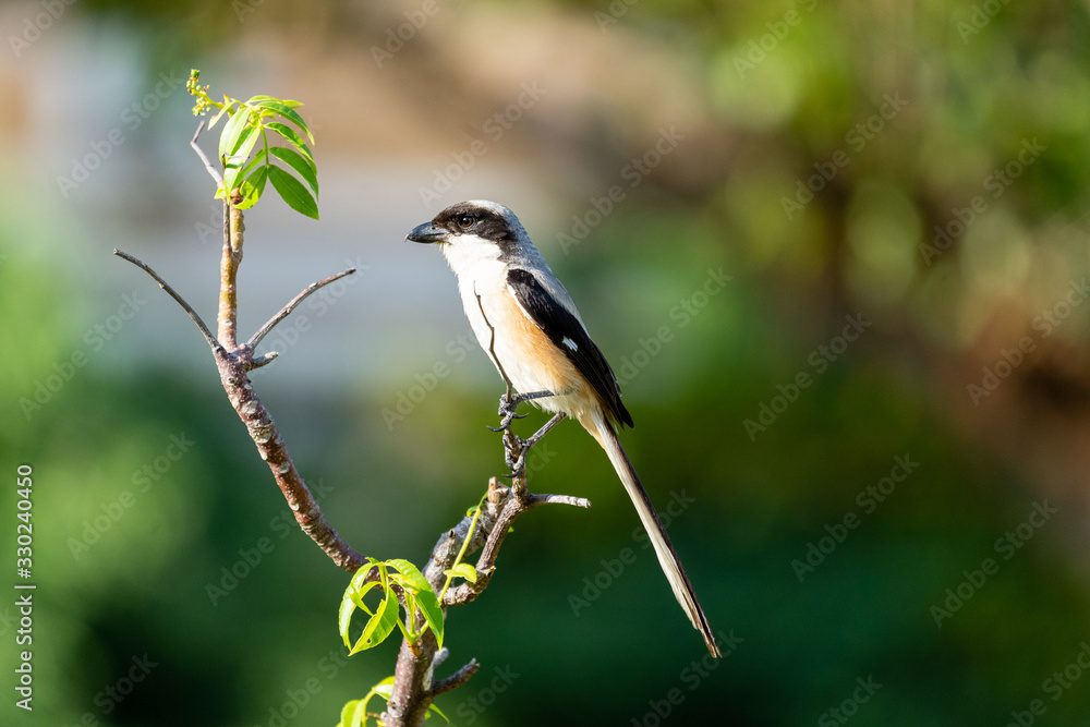 Adult Long-tailed Shrike perched on a branch Adult Long-tailed Shrike perched on a branch
