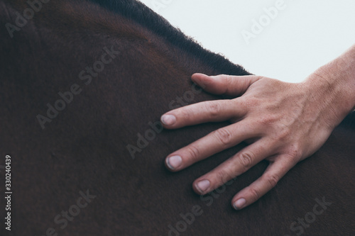 young woman hand caressing beautiful chestnut horse head