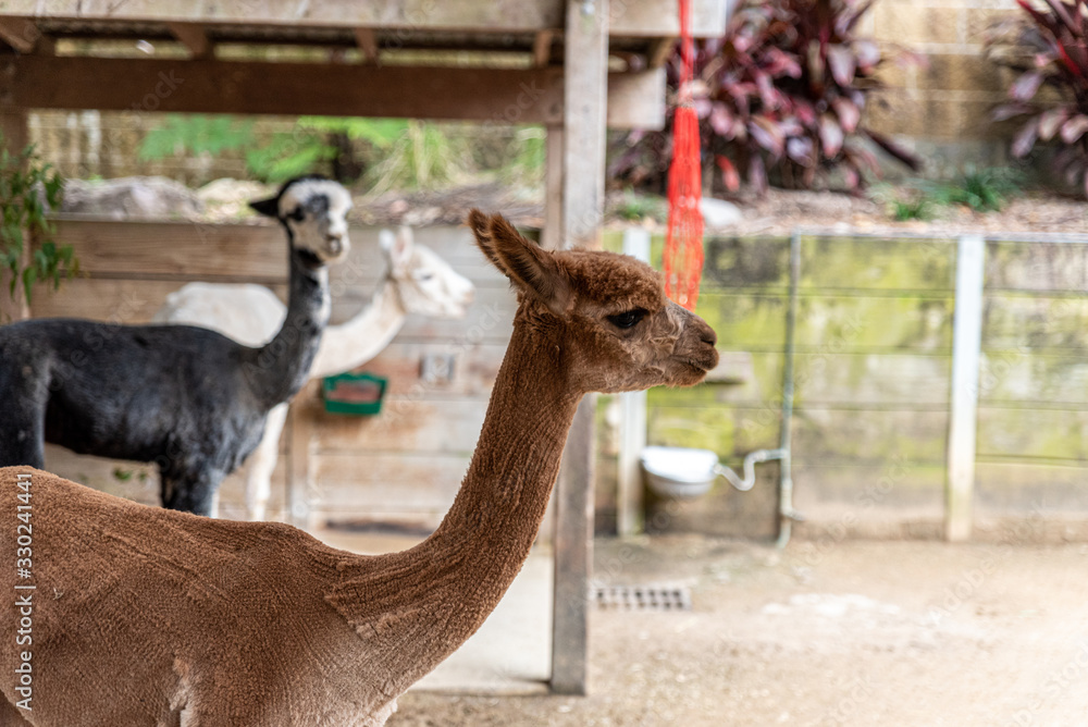 Fototapeta premium a brown shaved llama in a stable